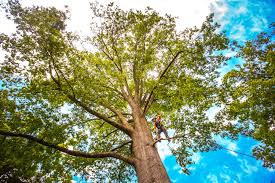 How Our Tree Care Process Works  in  La Grange, TX